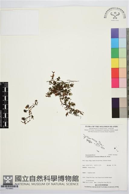 團扇蕨藏品圖，第1張