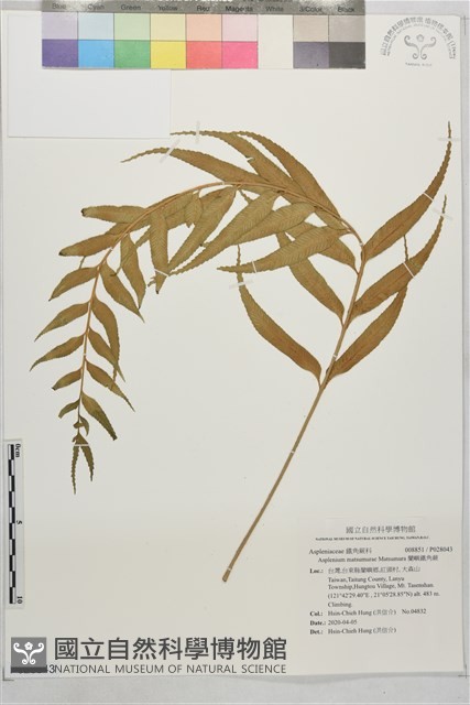蘭嶼鐵角蕨藏品圖，第1張