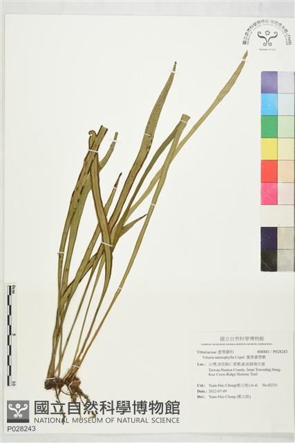 廣葉書帶蕨藏品圖，第1張