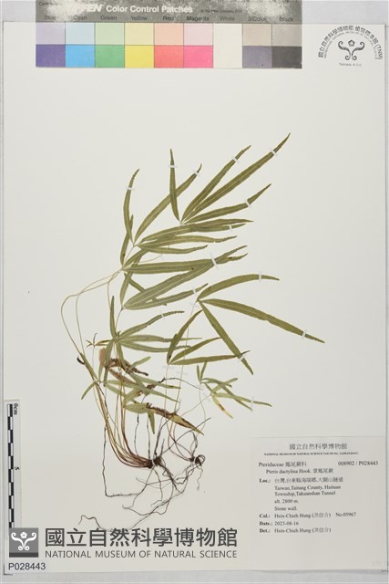 掌鳳尾蕨藏品圖，第1張