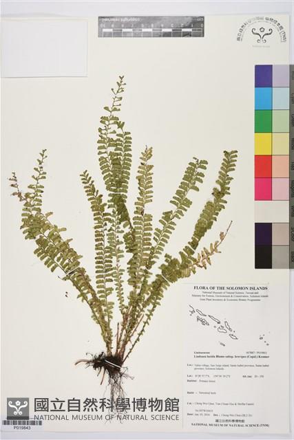 登錄號:P019843藏品圖，第1張