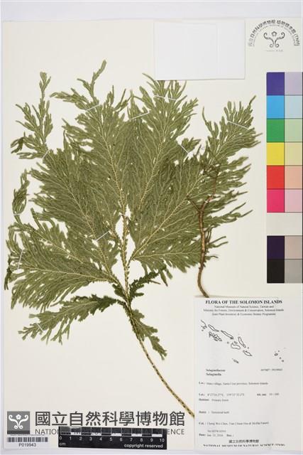 登錄號:P019943藏品圖，第1張