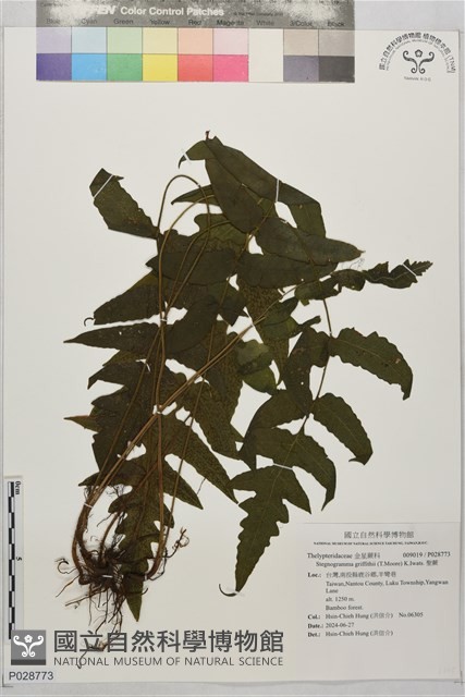 聖蕨藏品圖，第1張
