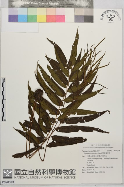 華東瘤足蕨藏品圖，第1張