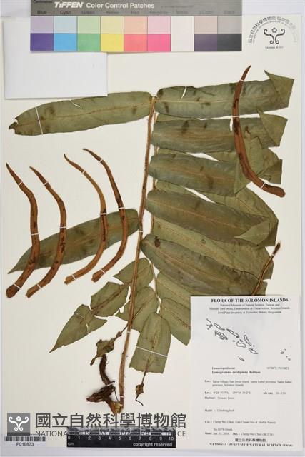 登錄號:P019873藏品圖，第1張