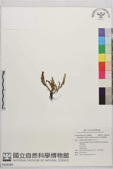 虎尾蒿蕨藏品圖，第1張