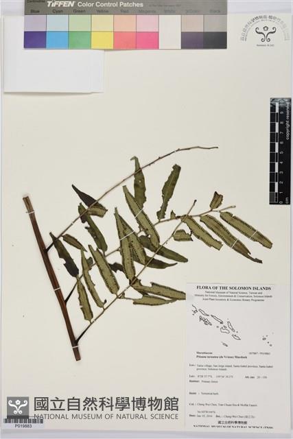 登錄號:P019883藏品圖，第1張