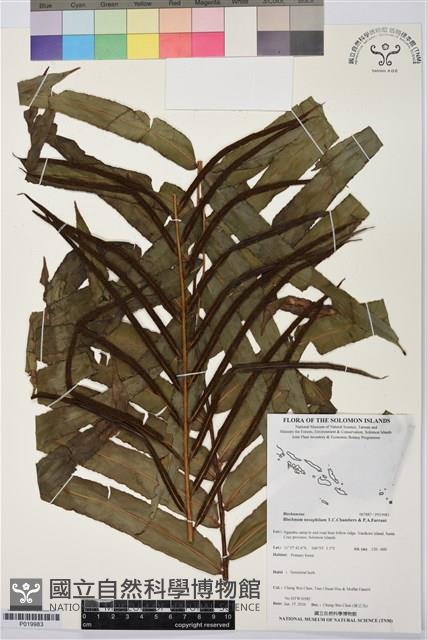 登錄號:P019983藏品圖，第1張