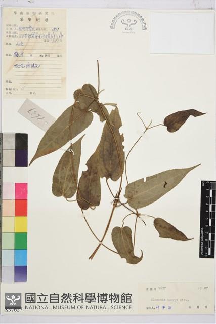 亨利氏鐵線蓮藏品圖，第1張