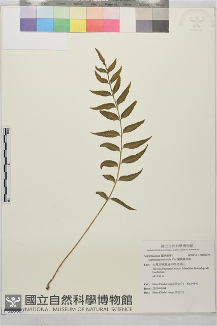 蘭嶼鐵角蕨藏品圖，第1張