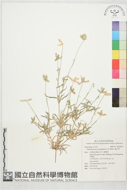 龍爪茅藏品圖，第1張