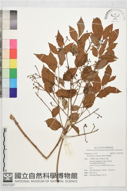 幌傘楓藏品圖，第1張