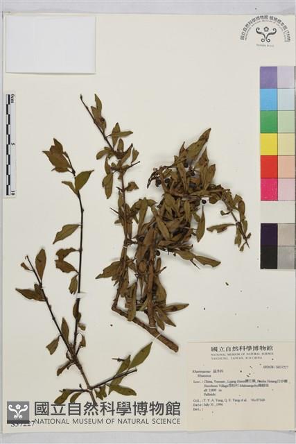 登錄號:S037227藏品圖，第1張