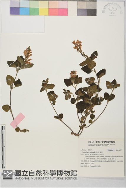 印度黃芩藏品圖，第1張