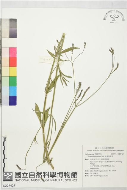 狹葉馬鞭草藏品圖，第1張