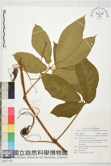 毛枝崖爬藤藏品圖，第1張