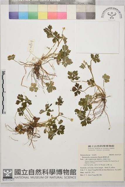 鹿場毛茛藏品圖，第1張