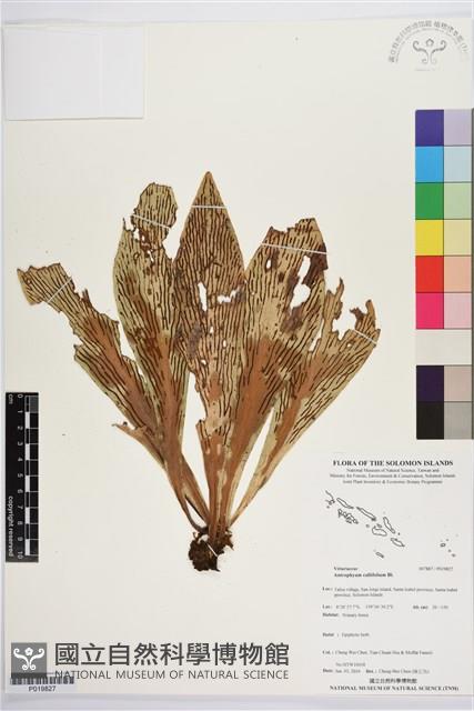 水芋葉車前、美葉車前蕨藏品圖，第1張