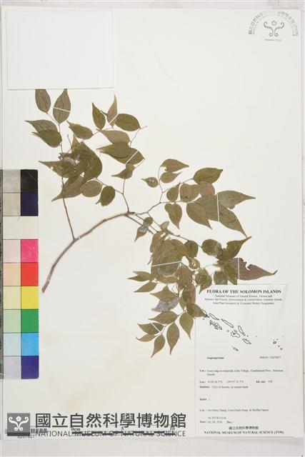 登錄號:S207827藏品圖，第1張