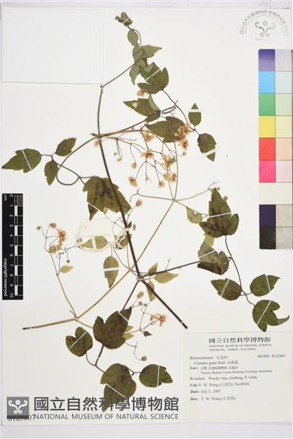 串鼻龍藏品圖，第1張