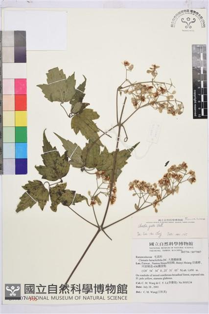 串鼻龍藏品圖，第1張