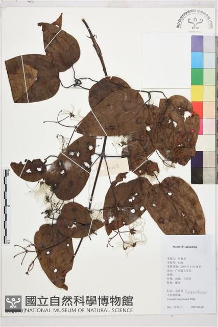 麥氏鐵線蓮藏品圖，第2張