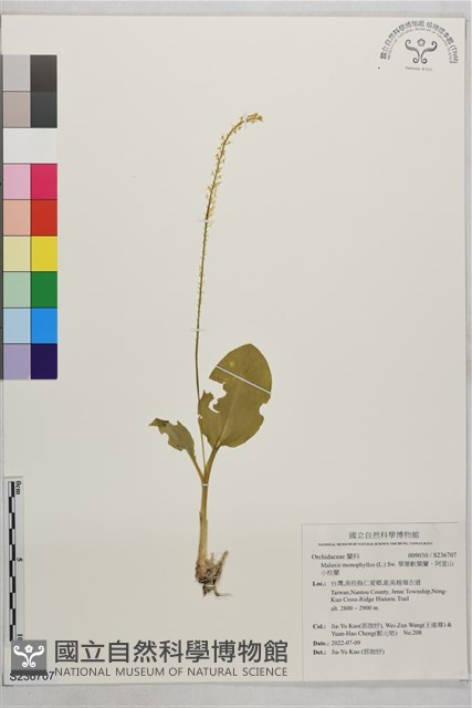 單葉軟葉蘭、阿里山小柱蘭藏品圖，第1張