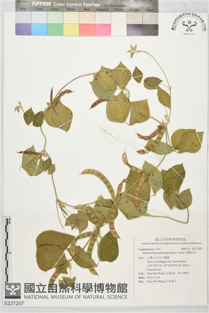 長硬皮豆藏品圖，第1張