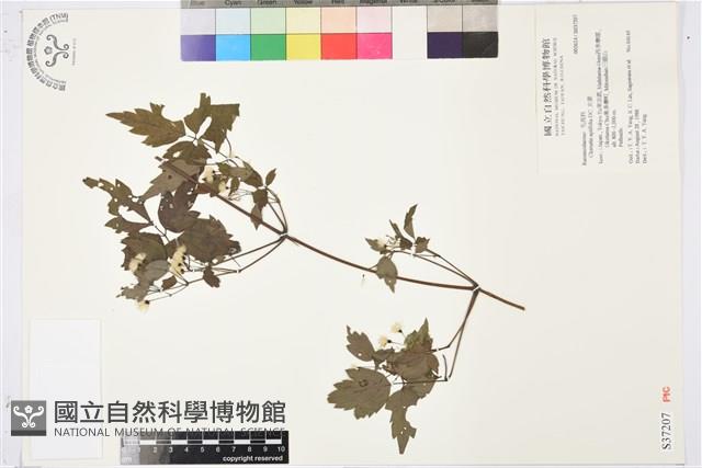 女萎藏品圖，第1張