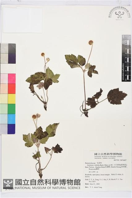 小白頭翁、野棉花藏品圖，第1張