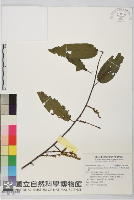 通條樹，喜馬山旌節花藏品圖，第1張