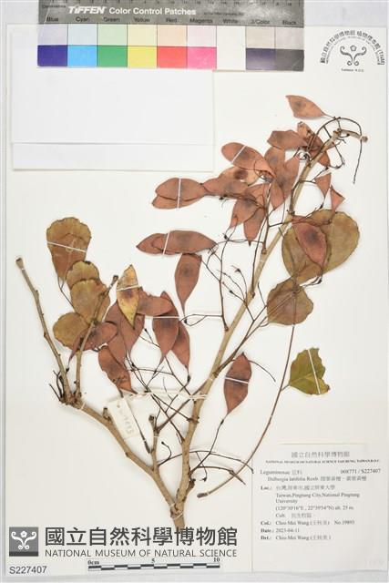 闊葉黃檀、廣葉黃檀藏品圖，第1張