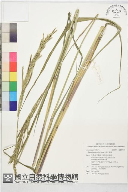 吳氏雀稗藏品圖，第1張