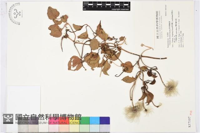 屏東鐵線蓮藏品圖，第2張