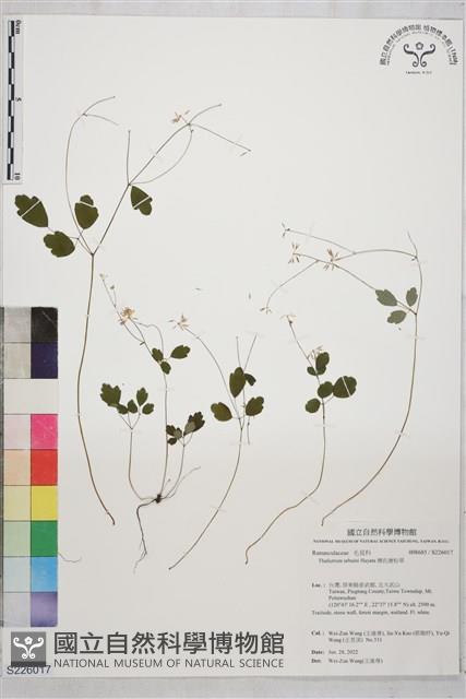 傅氏唐松草藏品圖，第1張