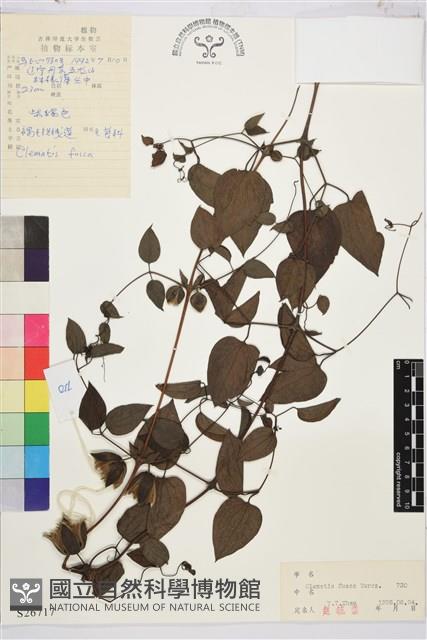 褐毛鐵線蓮藏品圖，第1張