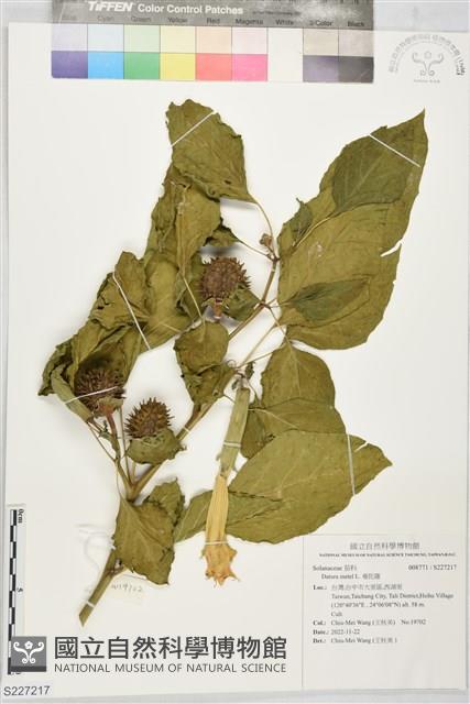 曼陀羅藏品圖，第1張