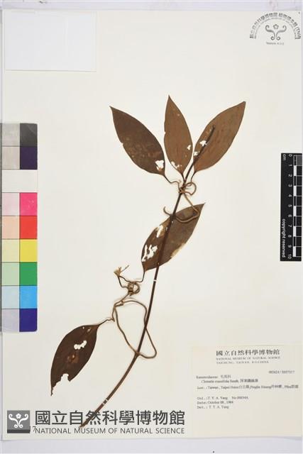 厚葉鐵線蓮藏品圖，第2張