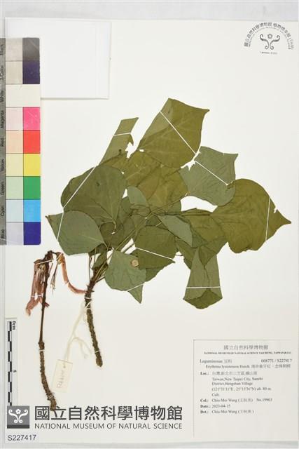 南非象牙紅、念珠刺桐藏品圖，第1張