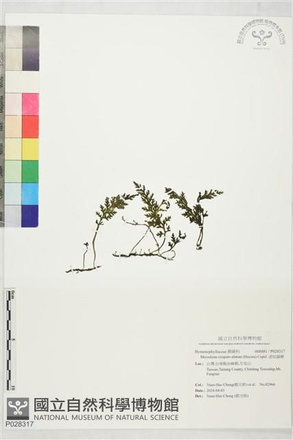 波紋蕗蕨藏品圖，第1張
