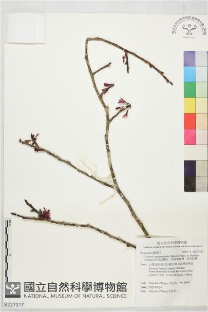 琉球山櫻花、琉球寒緋櫻、琉球緋櫻藏品圖，第1張