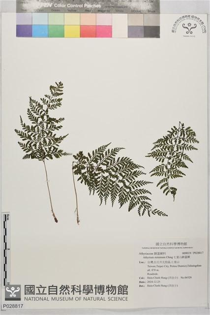 七星山蹄蓋蕨藏品圖，第1張