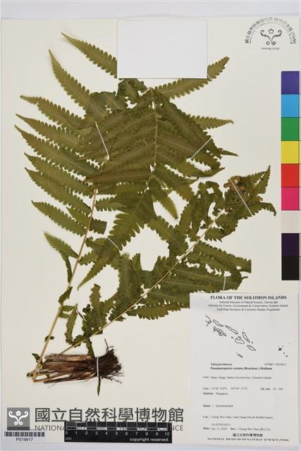 登錄號:P019917藏品圖，第1張