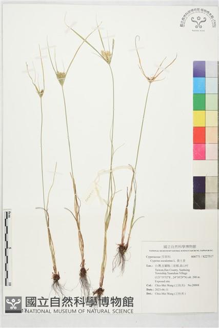 黃土香藏品圖，第1張