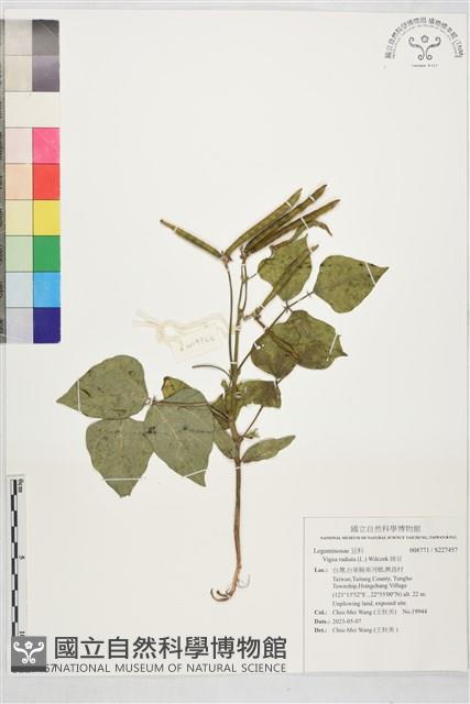 綠豆藏品圖，第1張