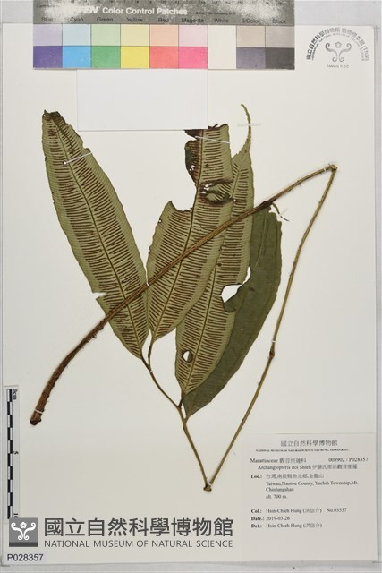伊藤氏原始觀音座蓮藏品圖，第1張