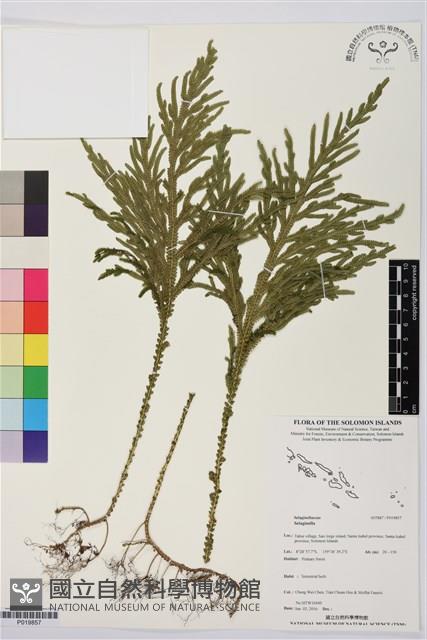 登錄號:P019857藏品圖，第1張