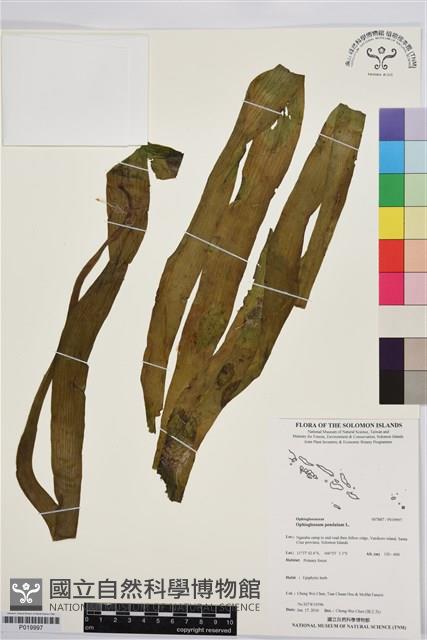 帶狀瓶爾小草藏品圖，第1張