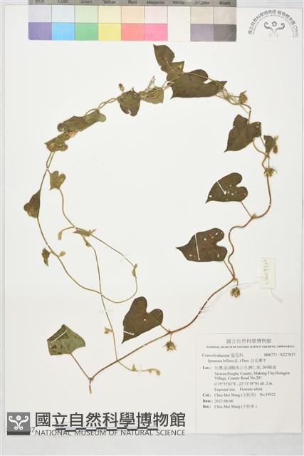 白花牽牛藏品圖，第1張