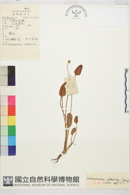 長葉鹼毛茛藏品圖，第1張